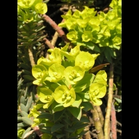Euphorbe - Euphorbia Rigida (fam Euphorbiacees) (Europe du sud) (02)